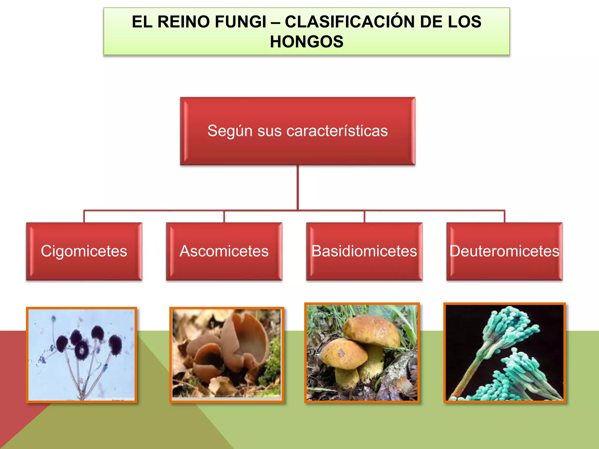 El reino fungi (hongos) | PPTX