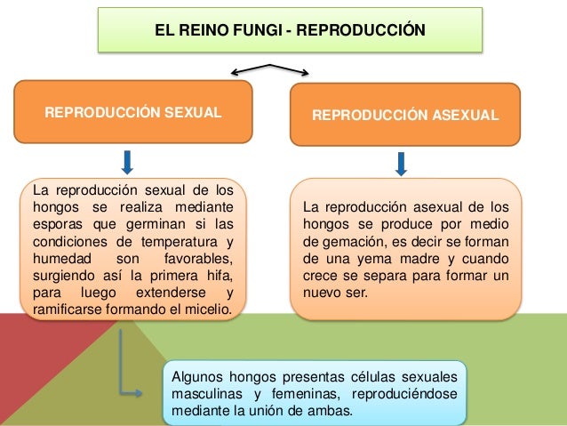 Como se llama el médico el hongo que cura sobre las uñas