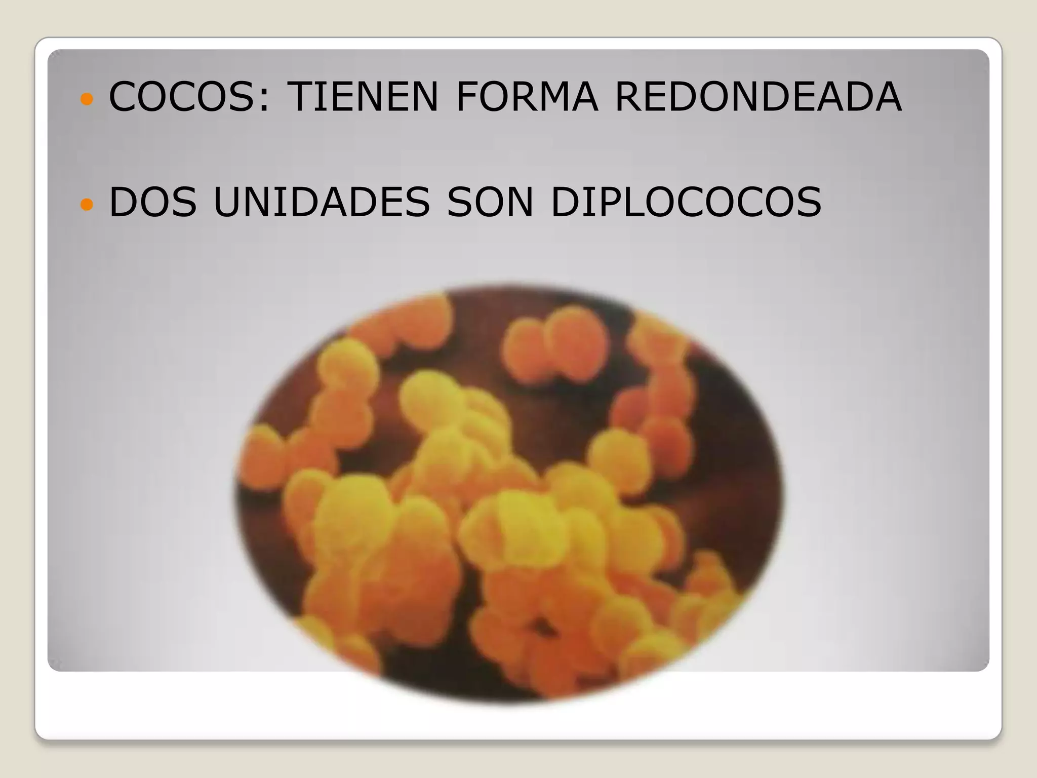 El reino mónera | PPTX