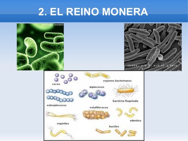 De Que Se Trata El Reino Monera