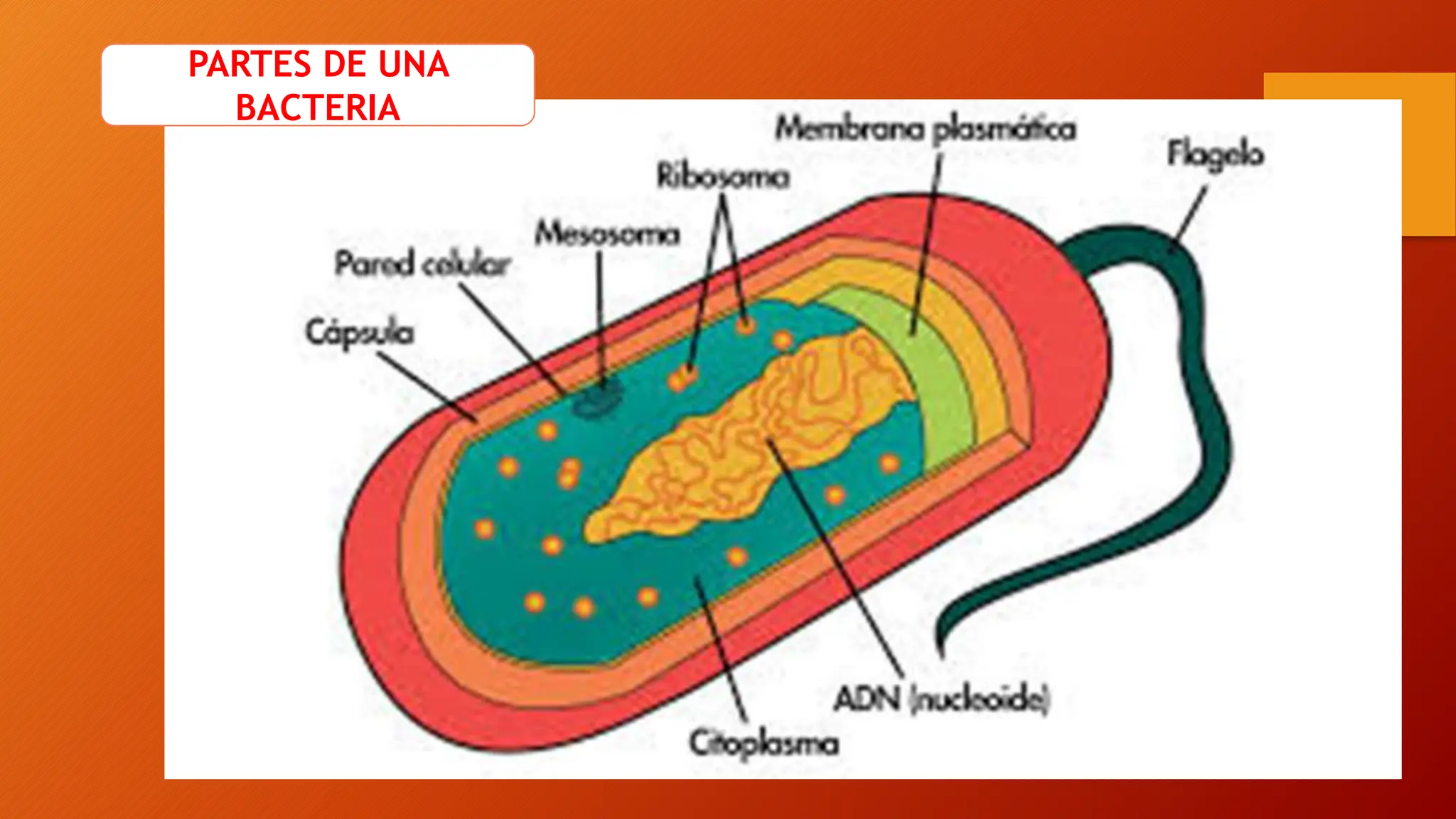EL REINO MONERA Y SUS CLASIFICACIONES.pptx