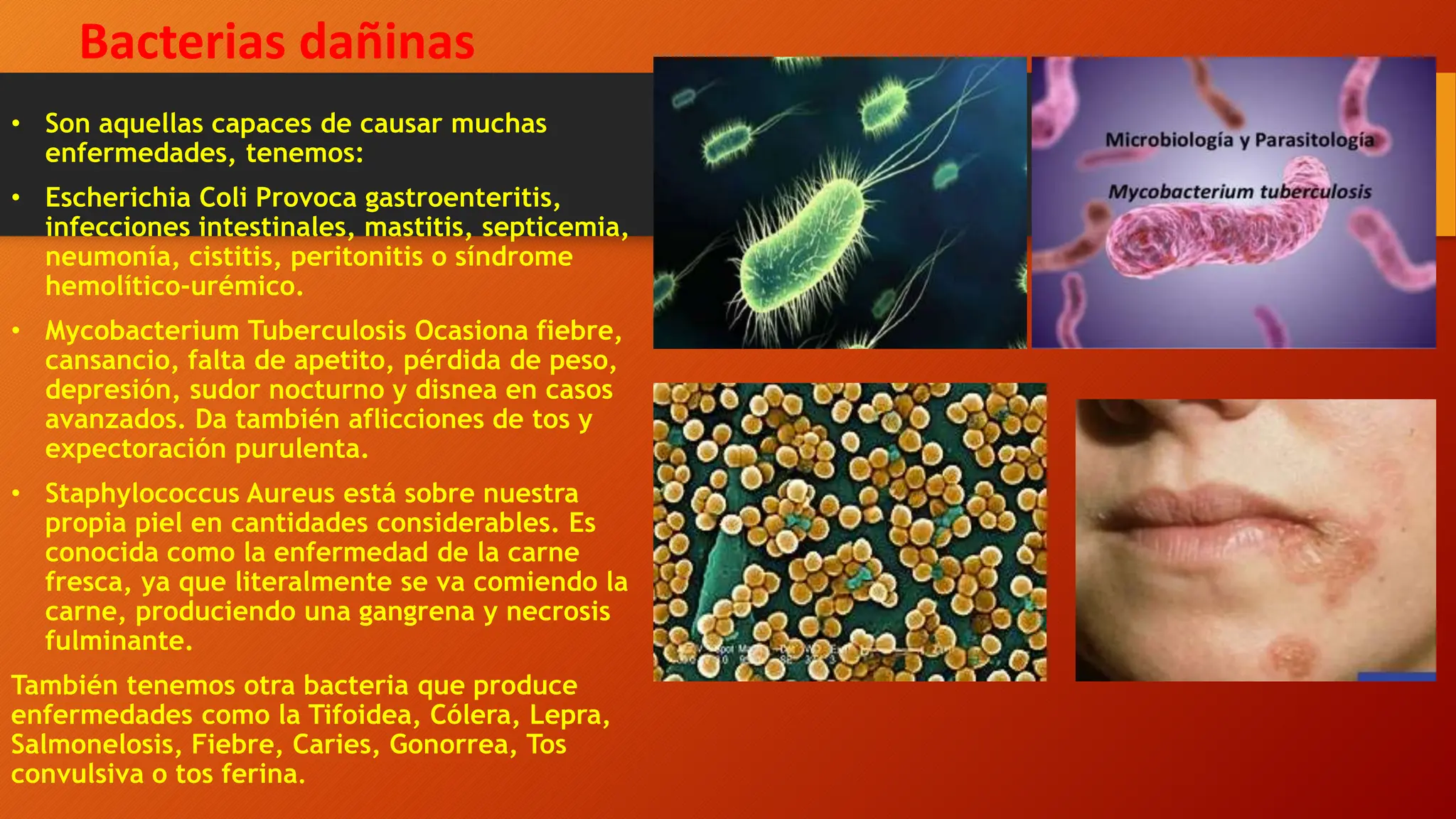 EL REINO MONERA Y SUS CLASIFICACIONES.pptx