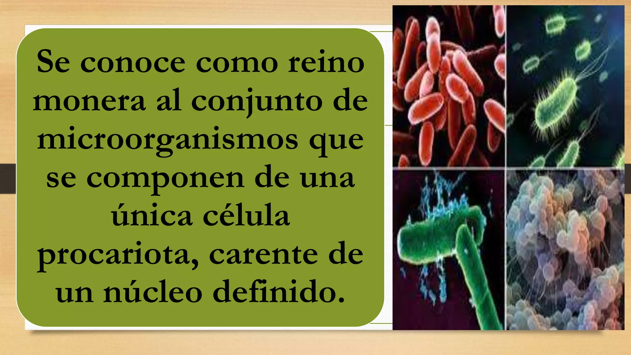 El reino monera | PPTX