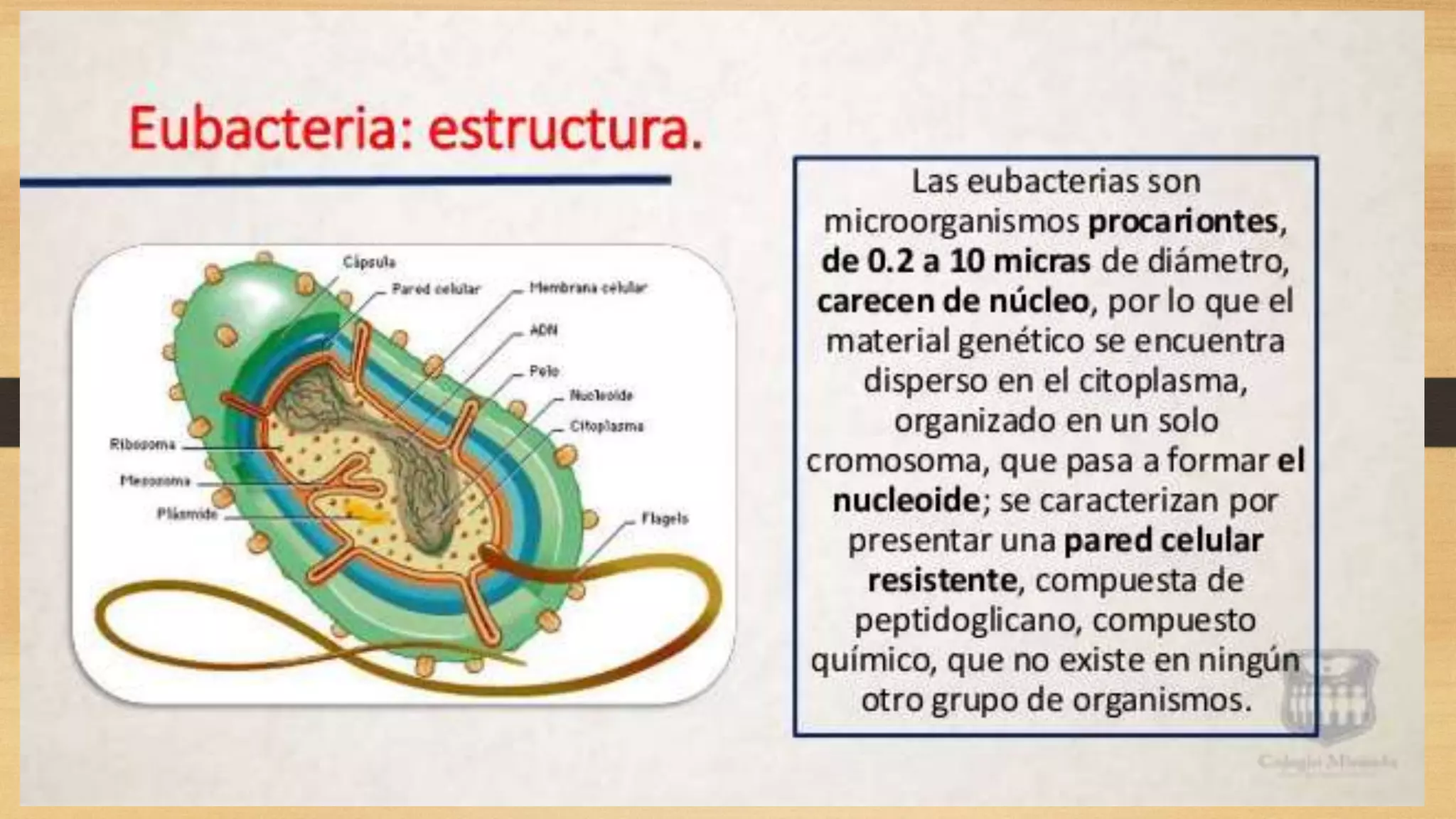 El reino monera | PPTX