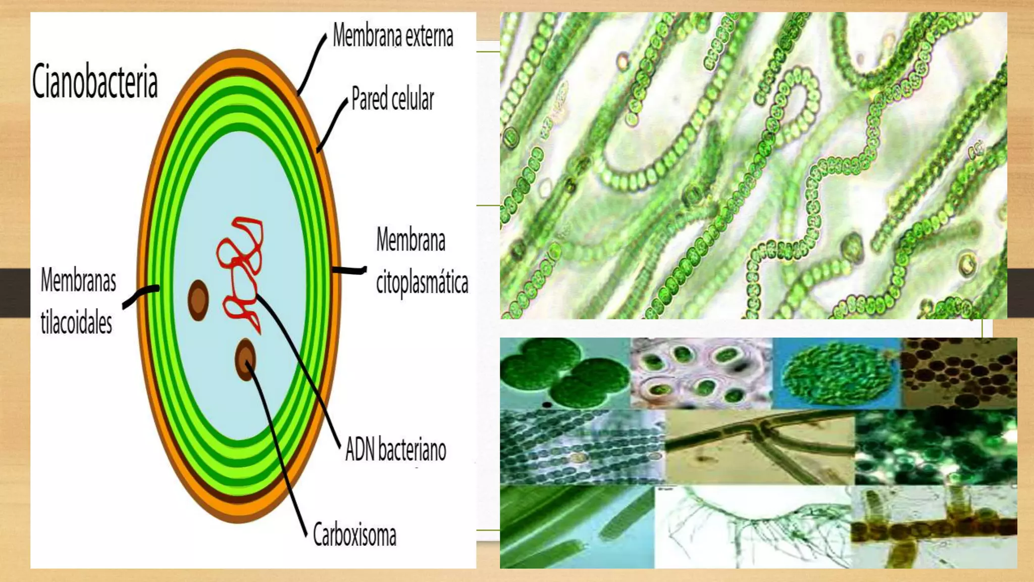 El reino monera | PPTX
