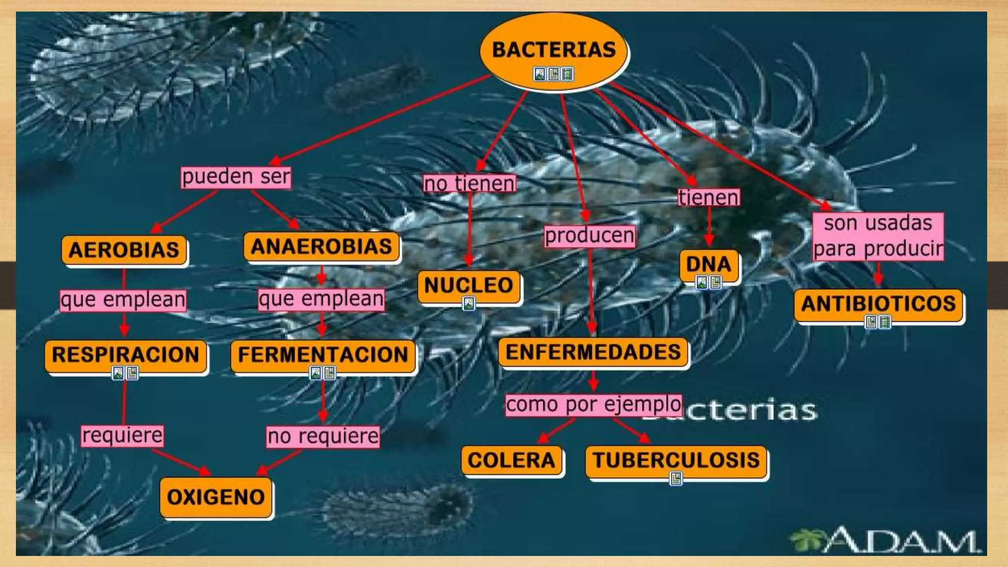 El reino monera | PPTX