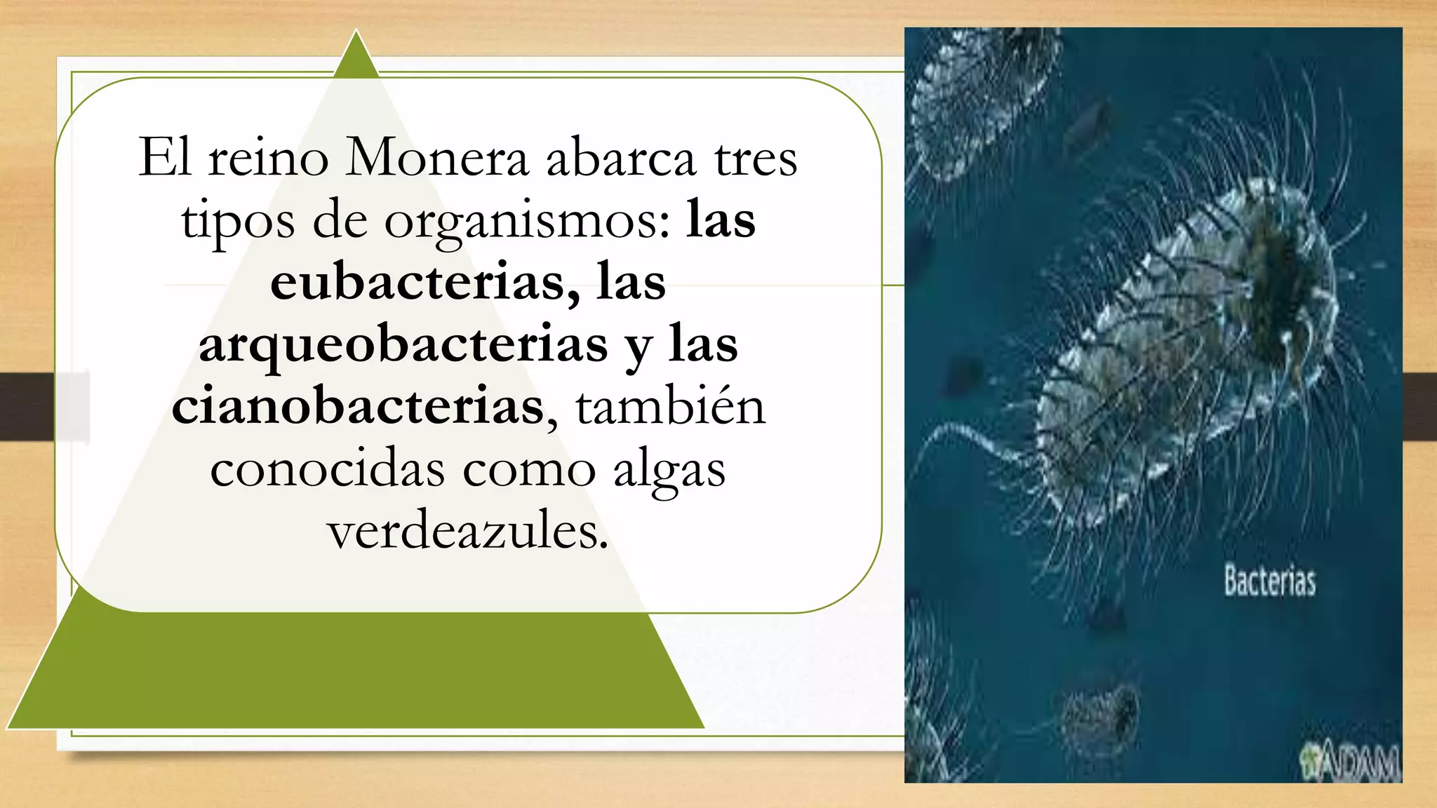 El reino monera | PPTX