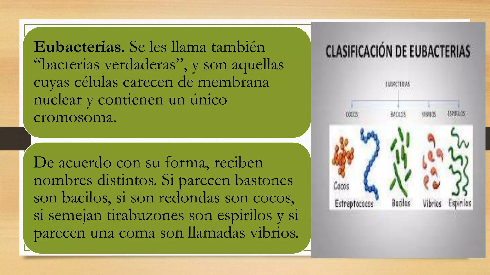 El reino monera | PPTX