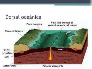 Dorsal oceánica
 