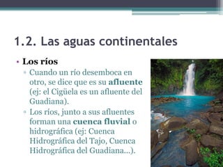 1.2. Las aguas continentales
• Los ríos
 ▫ Cuando un río desemboca en
   otro, se dice que es su afluente
   (ej: el Cigüela es un afluente del
   Guadiana).
 ▫ Los ríos, junto a sus afluentes
   forman una cuenca fluvial o
   hidrográfica (ej: Cuenca
   Hidrográfica del Tajo, Cuenca
   Hidrográfica del Guadiana...).
 