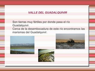 VALLE DEL GUADALQUIVIR


   Son tierras muy fértiles por donde pasa el río
    Guadalquivir.
   Cerca de la desembocadur...
