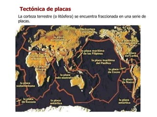 Tectónica de placas
La corteza terrestre (o litósfera) se encuentra fraccionada en una serie de
placas.
 