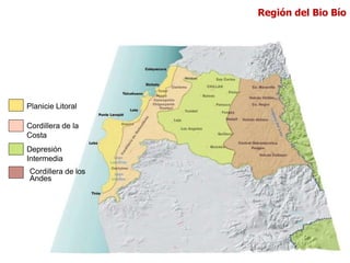 Planicie Litoral
Cordillera de la
Costa
Depresión
Intermedia
Cordillera de los
Andes
Región del Bio Bío
 