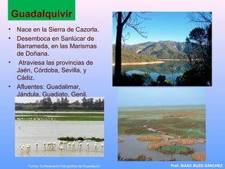 Guadalquivir
• Nace en la Sierra de Cazorla.
• Desemboca en Sanlúcar de
Barrameda, en las Marismas
de Doñana.
• Atraviesa las provincias de
Jaén, Córdoba, Sevilla, y
Cádiz.
• Afluentes: Guadalimar,
Jándula, Guadiato, Genil.
Prof. ISAAC BUZO SÁNCHEZFuente: Confederación hidrográfica del Guadalquivir
 