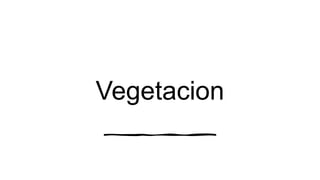 Vegetacion
 