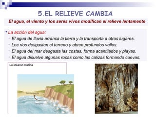 5.EL RELIEVE CAMBIA
El agua, el viento y los seres vivos modifican el relieve lentamente


La acción del agua:
• El agua de lluvia arranca la tierra y la transporta a otros lugares.
• Los ríos desgastan el terreno y abren profundos valles.
• El agua del mar desgasta las costas, forma acantilados y playas.
• El agua disuelve algunas rocas como las calizas formando cuevas.

 