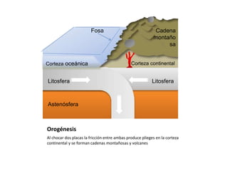 Orogénesis
Al chocar dos placas la fricción entre ambas produce plieges en la corteza
continental y se forman cadenas montañosas y volcanes
Litosfera Litosfera
Corteza continental
Cadena
montaño
sa
Fosa
Astenósfera
Corteza oceánica
 