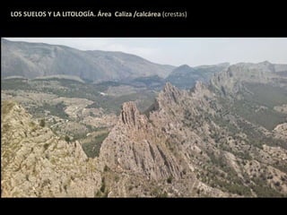 LOS SUELOS Y LA LITOLOGÍA. Área Caliza /calcárea (crestas) 
 