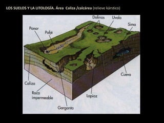 LOS SUELOS Y LA LITOLOGÍA. Área Caliza /calcárea (relieve kárstico) 
 