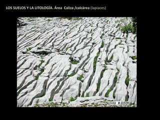 LOS SUELOS Y LA LITOLOGÍA. Área Caliza /calcárea (lapiaces) 
 