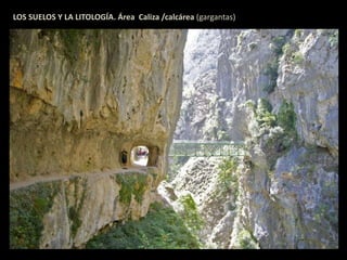 LOS SUELOS Y LA LITOLOGÍA. Área Caliza /calcárea (gargantas) 
 