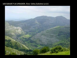 LOS SUELOS Y LA LITOLOGÍA. Área Caliza /calcárea (poljé) 
 