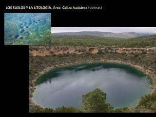 LOS SUELOS Y LA LITOLOGÍA. Área Caliza /calcárea (dolinas) 
 