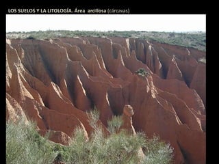 LOS SUELOS Y LA LITOLOGÍA. Área arcillosa (cárcavas) 
 