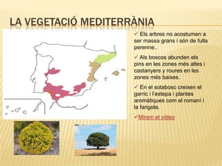 El sotabosc, està format per falgueres.