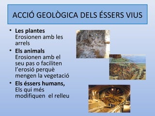 ACCIÓ GEOLÒGICA DELS ÉSSERS VIUS
• Les plantes
  Erosionen amb les
  arrels
• Els animals
  Erosionen amb el
  seu pas o faciliten
  l’erosió perquè
  mengen la vegetació
• Els éssers humans,
  Els qui més
  modifiquen el relleu
 