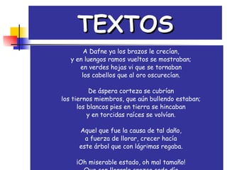 TEXTOS A Dafne ya los brazos le crecían, y en luengos ramos vueltos se mostraban; en verdes hojas vi que se tornaban los cabellos que al oro oscurecían. De áspera corteza se cubrían los tiernos miembros, que aún bullendo estaban; los blancos pies en tierra se hincaban y en torcidas raíces se volvían. Aquel que fue la causa de tal daño, a fuerza de llorar, crecer hacía este árbol que con lágrimas regaba. ¡Oh miserable estado, oh mal tamaño! Que con llorarla crezca cada día la causa y la razón por que lloraba. 
