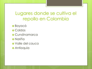 Lugares donde se cultiva el
     repollo en Colombia
 Boyacá
 Caldas
 Cundinamarca
 Nariño
 Valledel cauca
 Antioquia
 