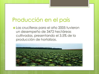 Producción en el país
 Lascrucíferas para el año 2005 tuvieron
 un desempeño de 3472 hectáreas
 cultivadas, presentando el 3.5% de la
 producción de hortalizas.
 