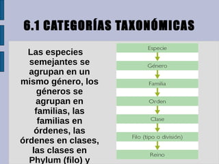 6.1 CATEGORÍAS TA XONÓMICAS

  Las especies
  semejantes se
  agrupan en un
mismo género, los
     géneros se
    agrupan en
    familias, las
     familias en
    órdenes, las
órdenes en clases,
   las clases en
  Phylum (filo) y
 