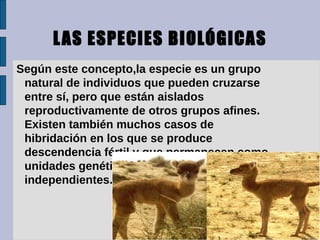 L AS ESPECIES BIOLÓGICAS
 Según este concepto,la especie es un grupo
 natural de individuos que pueden cruzarse
 entre sí, pero que están aislados
 reproductivamente de otros grupos afines.
 Existen también muchos casos de
 hibridación en los que se produce
 descendencia fértil y que permanecen como
 unidades genéticas y evolutivas
 independientes.
 