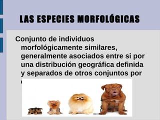 L AS ESPECIES MORFOLÓGICAS

Conjunto de individuos
 morfológicamente similares,
 generalmente asociados entre si por
 una distribución geográfica definida
 y separados de otros conjuntos por
 discontinuidades morfológicas.
 