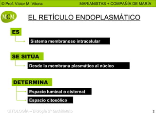 EL RETÍCULO ENDOPLASMÁTICO ES Sistema membranoso intracelular SE SITÚA Desde la membrana plasmática al núcleo DETERMINA Espacio luminal o cisternal Espacio citosólico