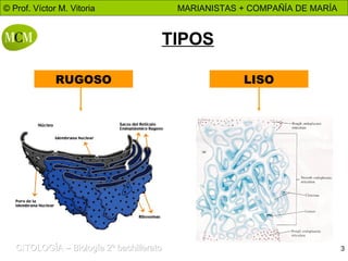 TIPOS RUGOSO LISO