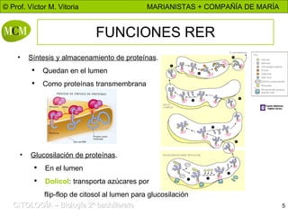 FUNCIONES RER Síntesis y almacenamiento de proteínas . Quedan en el lumen Como proteínas transmembrana Glucosilación de proteínas . En el lumen Dolicol : transporta azúcares por flip-flop de citosol al lumen para glucosilación
