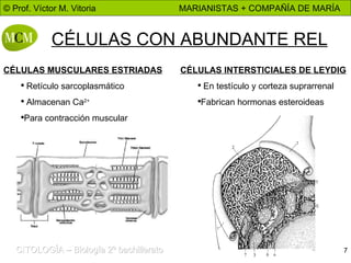 CÉLULAS CON ABUNDANTE REL CÉLULAS MUSCULARES ESTRIADAS Retículo sarcoplasmático Almacenan Ca 2+ Para contracción muscular CÉLULAS INTERSTICIALES DE LEYDIG En testículo y corteza suprarrenal Fabrican hormonas esteroideas