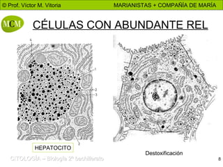 CÉLULAS CON ABUNDANTE REL HEPATOCITO Destoxificación