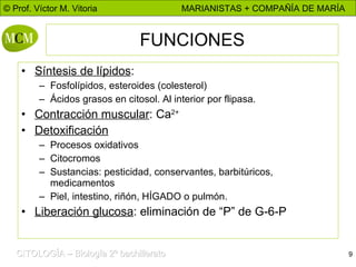 FUNCIONES Síntesis de lípidos : Fosfolípidos, esteroides (colesterol) Ácidos grasos en citosol. Al interior por flipasa. Contracción muscular : Ca 2+ Detoxificación Procesos oxidativos Citocromos Sustancias: pesticidad, conservantes, barbitúricos, medicamentos Piel, intestino, riñón, HÍGADO o pulmón. Liberación glucosa : eliminación de “P” de G-6-P