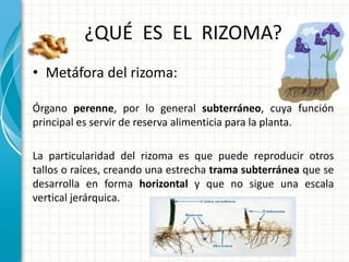 ¿QUÉ ES EL RIZOMA?
• Metáfora del rizoma:
Órgano perenne, por lo general subterráneo, cuya función
principal es servir de reserva alimenticia para la planta.
La particularidad del rizoma es que puede reproducir otros
tallos o raíces, creando una estrecha trama subterránea que se
desarrolla en forma horizontal y que no sigue una escala
vertical jerárquica.
 