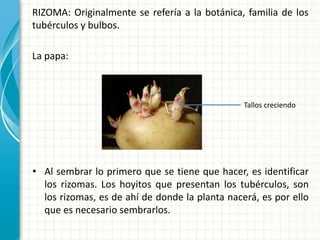 RIZOMA: Originalmente se refería a la botánica, familia de los
tubérculos y bulbos.
La papa:
Tallos creciendo
• Al sembrar lo primero que se tiene que hacer, es identificar
los rizomas. Los hoyitos que presentan los tubérculos, son
los rizomas, es de ahí de donde la planta nacerá, es por ello
que es necesario sembrarlos.
 