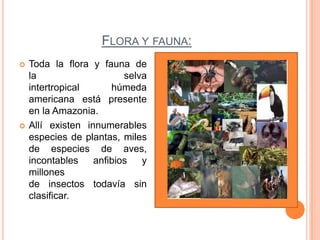 FLORA Y FAUNA:
   Toda la flora y fauna de
    la                    selva
    intertropical      húmeda
    americana está presente
    en la Amazonia.
   Allí existen innumerables
    especies de plantas, miles
    de especies de aves,
    incontables    anfibios   y
    millones
    de insectos todavía sin
    clasificar.
 