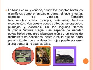    La fauna es muy variada, desde los insectos hasta los
    mamíferos como el jaguar, el puma, el tapir y varias
    especies         de          venados.        También
    hay reptiles como tortugas, caimanes, babillas
    y serpientes. Hay aves y peces de todas las especies,
    plumajes y escamas. En las lagunas florece
    la planta Victoria Regia, una especie de nenúfar
    cuyas hojas circulares alcanzan más de un metro de
    diámetro y en ocasiones, hasta 5 m, lo que ha dado
    pie al mito de que una de estas hojas puede sostener
    a una persona, lo cual es falso.
 