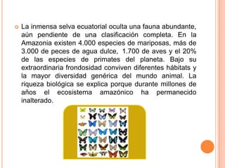    La inmensa selva ecuatorial oculta una fauna abundante,
    aún pendiente de una clasificación completa. En la
    Amazonia existen 4.000 especies de mariposas, más de
    3.000 de peces de agua dulce, 1.700 de aves y el 20%
    de las especies de primates del planeta. Bajo su
    extraordinaria frondosidad conviven diferentes hábitats y
    la mayor diversidad genérica del mundo animal. La
    riqueza biológica se explica porque durante millones de
    años el ecosistema amazónico ha permanecido
    inalterado.
 