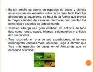    Es tan amplio su aporte en especies de peces y plantas
    acuáticas que enumerarlas todas no es tarea fácil. Para los
    aficionados al acuarismo, se trata de la fuente que provee
    la mayor cantidad de especies piscícolas que pueblan los
    comercios y acuarios de todo el mundo.
   También alberga una gran cantidad de anfibios de todo
    tipo, como ranas, sapos, tritones, salamandras y anfibios
    aún sin conocer.
   Tras recorrerlo en una de sus expediciones, el famoso
    oceanógrafo Jacques-Yves Cousteau llegó a afirmar que
    “hay más especies de peces en el Amazonas que en
    el océano Atlántico”.
 