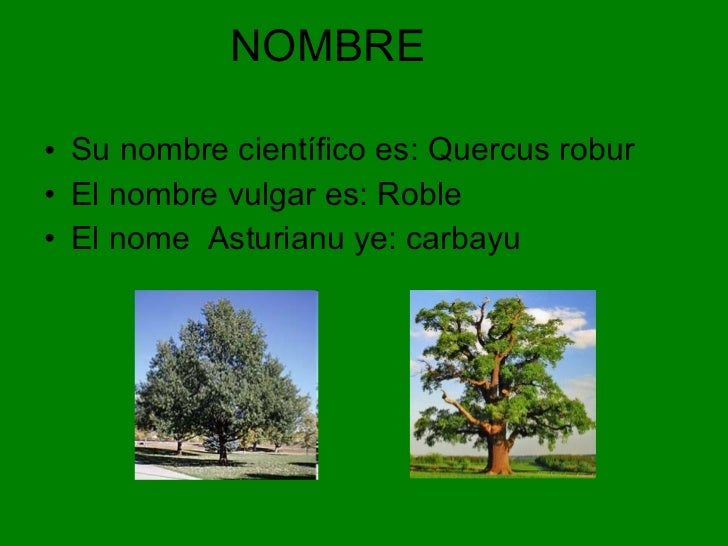 El roble
