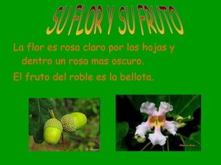 Roble Flor Rosa El roble | PPT